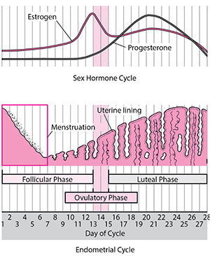 Mean DPOAEs of twenty healthy female in follicular-luteal phase