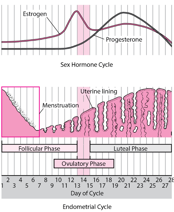 On your period? Here's how you can maximize your training - Performance ...