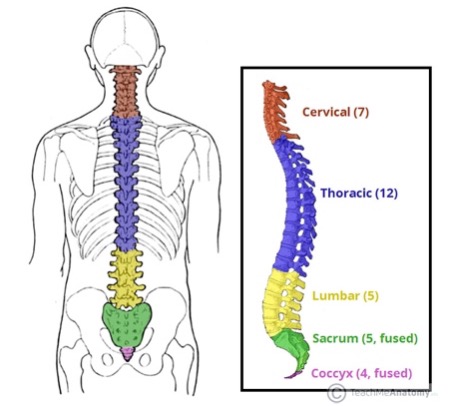 Basic anatomy of spine