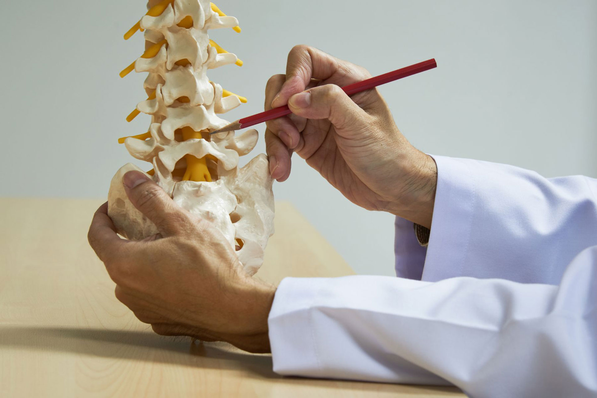 Doctor looking at a spine diorama